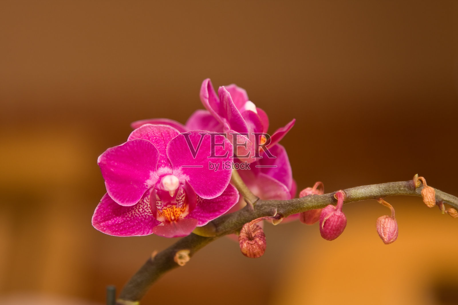 兰花照片摄影图片