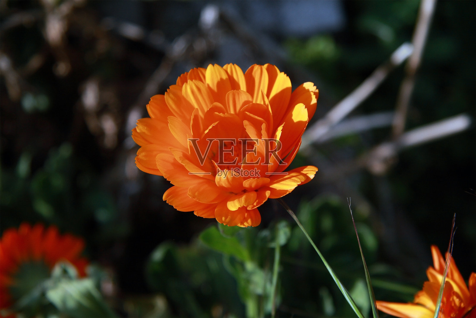 美丽的橙色花朵照片摄影图片