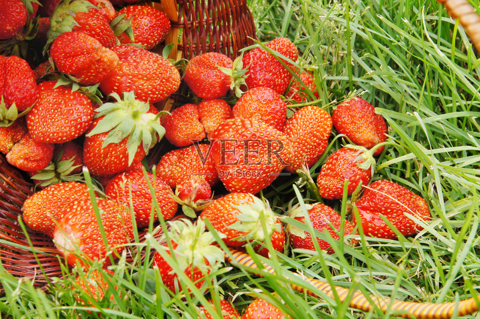 绿草地上的大草莓照片摄影图片