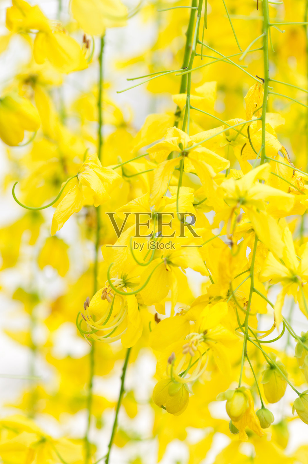 金色的花洒树照片摄影图片