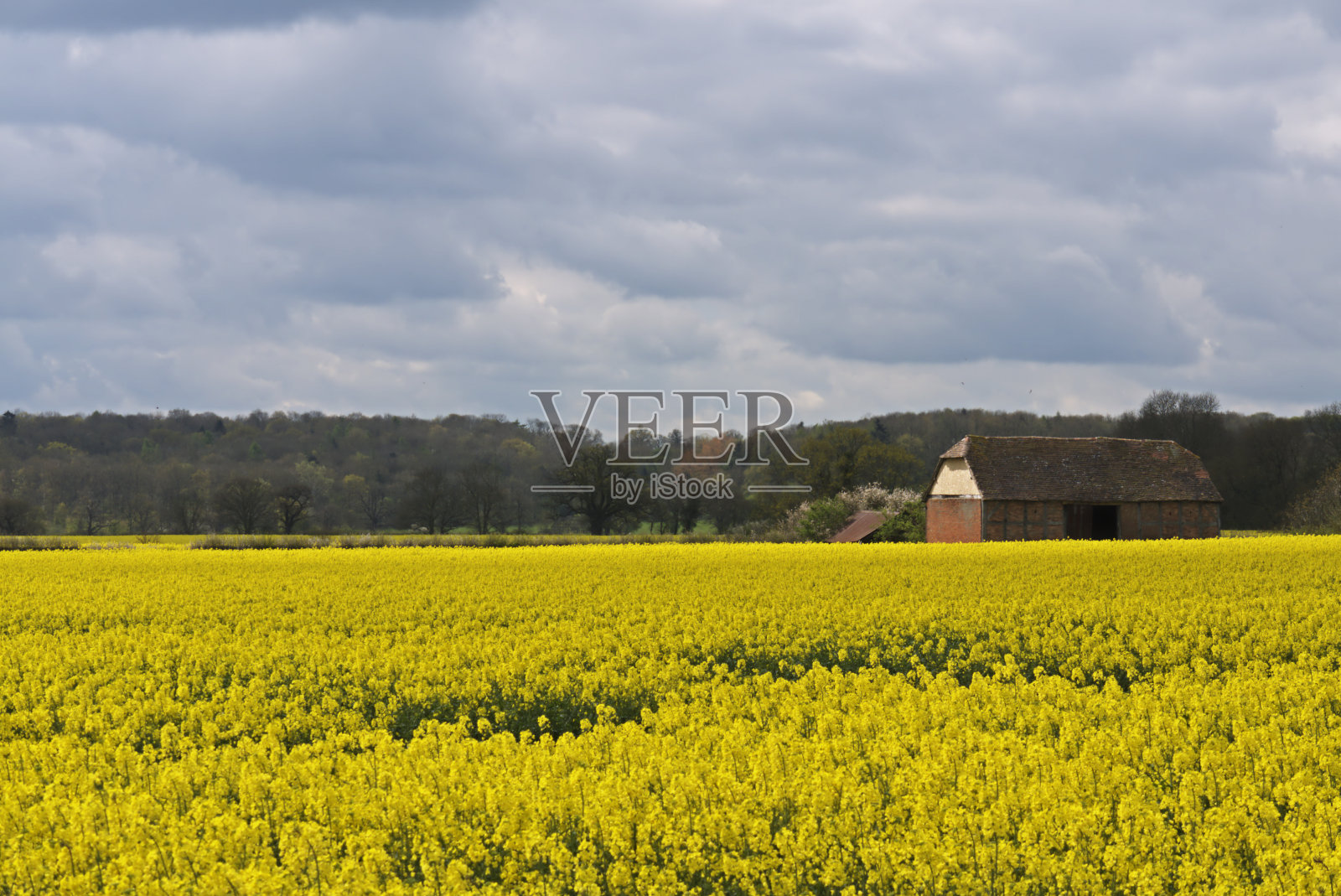 油菜田里的谷仓照片摄影图片