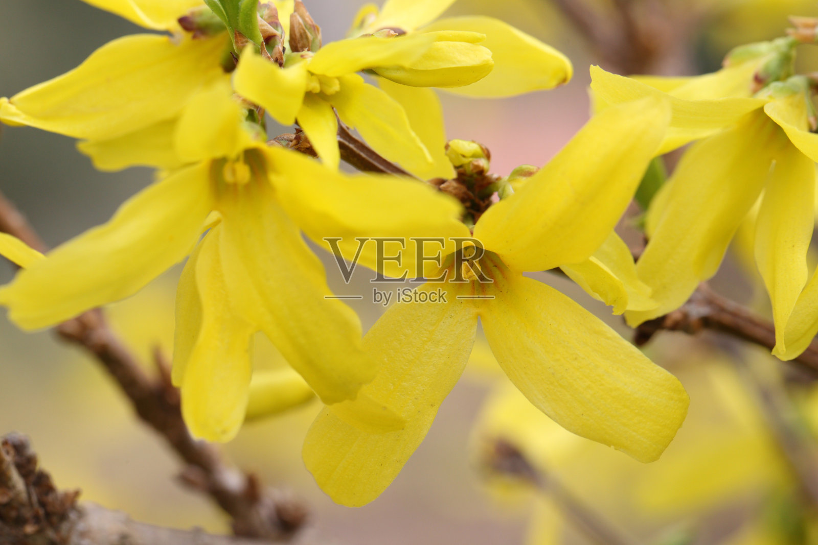 连翘照片摄影图片