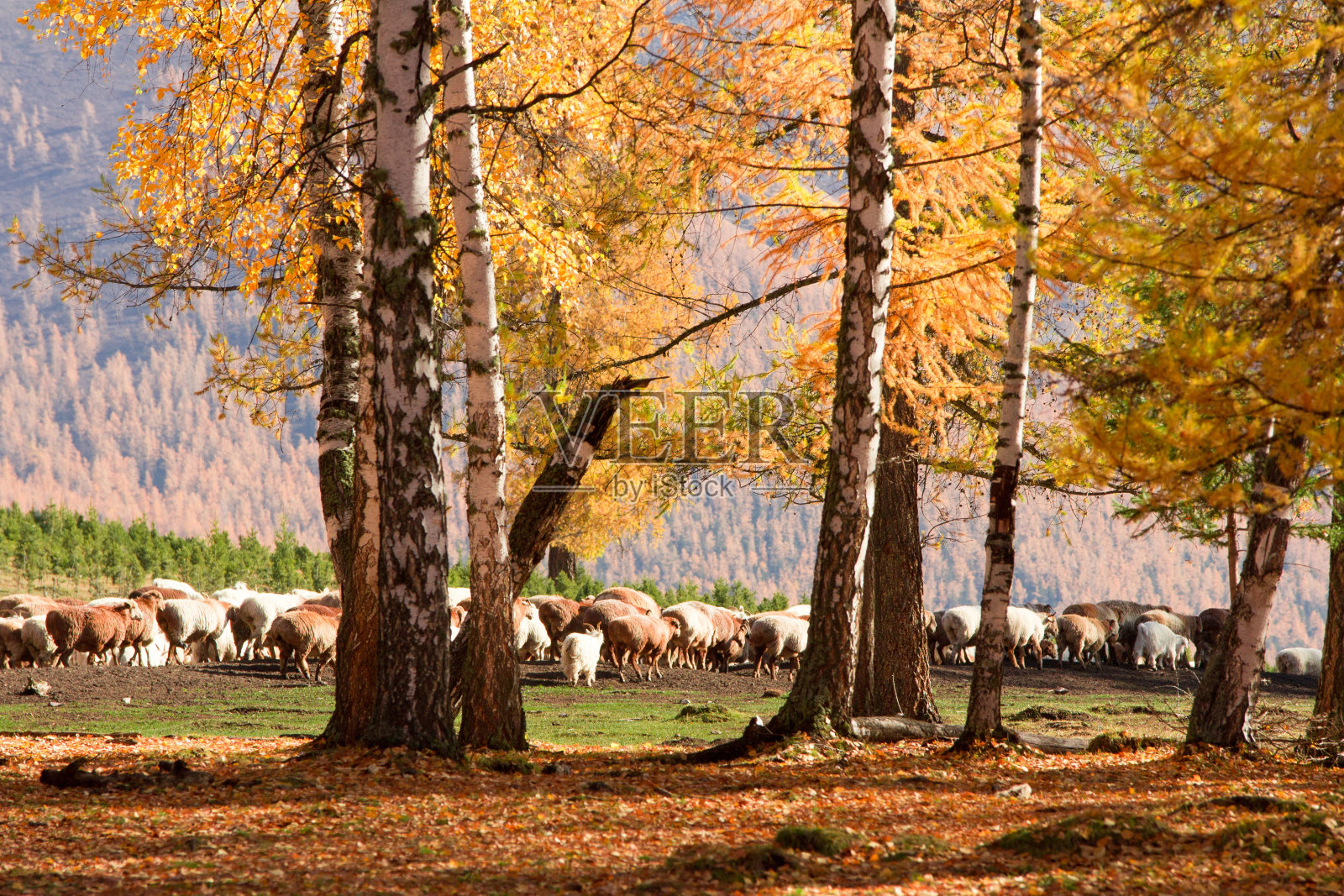 森林里的羊照片摄影图片