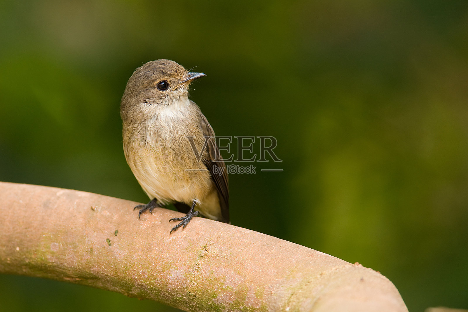 非洲暗色鹟照片摄影图片