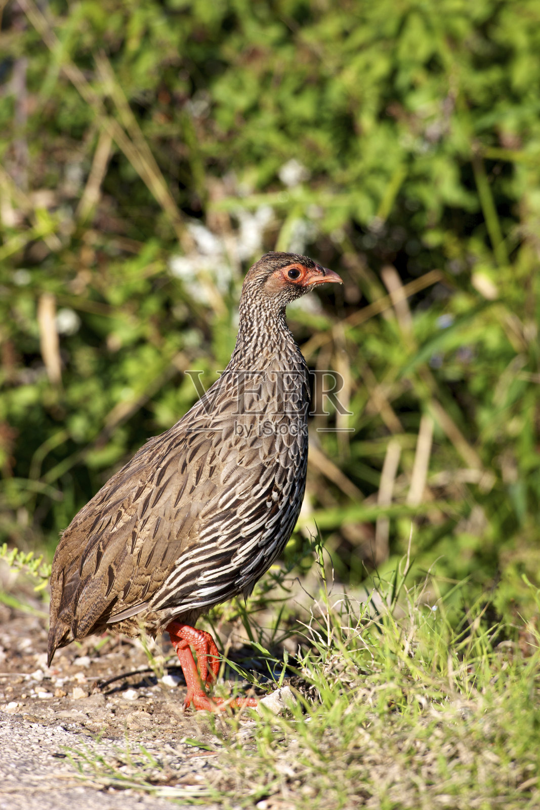 红Spurfowl照片摄影图片