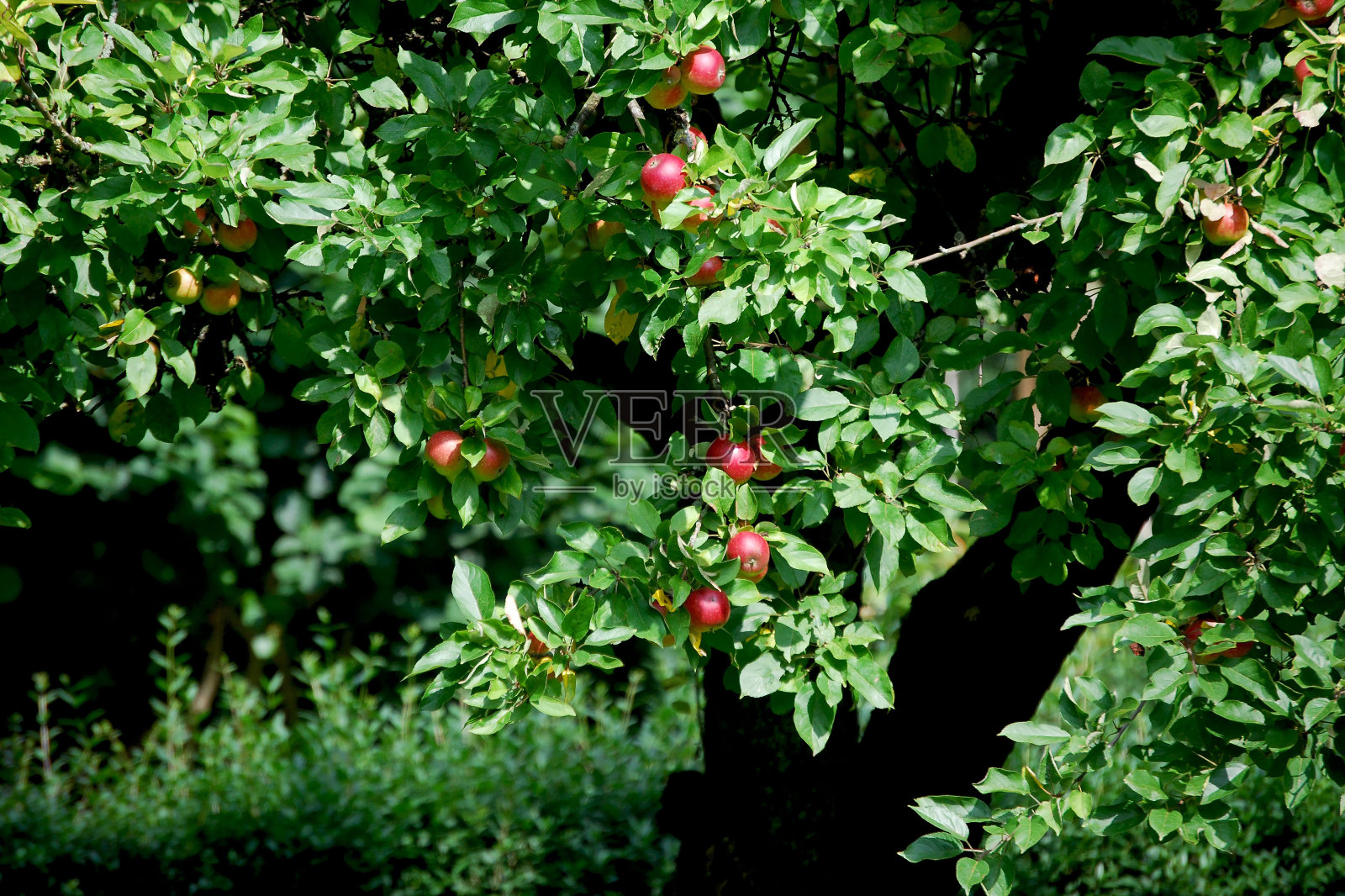 苹果树照片摄影图片