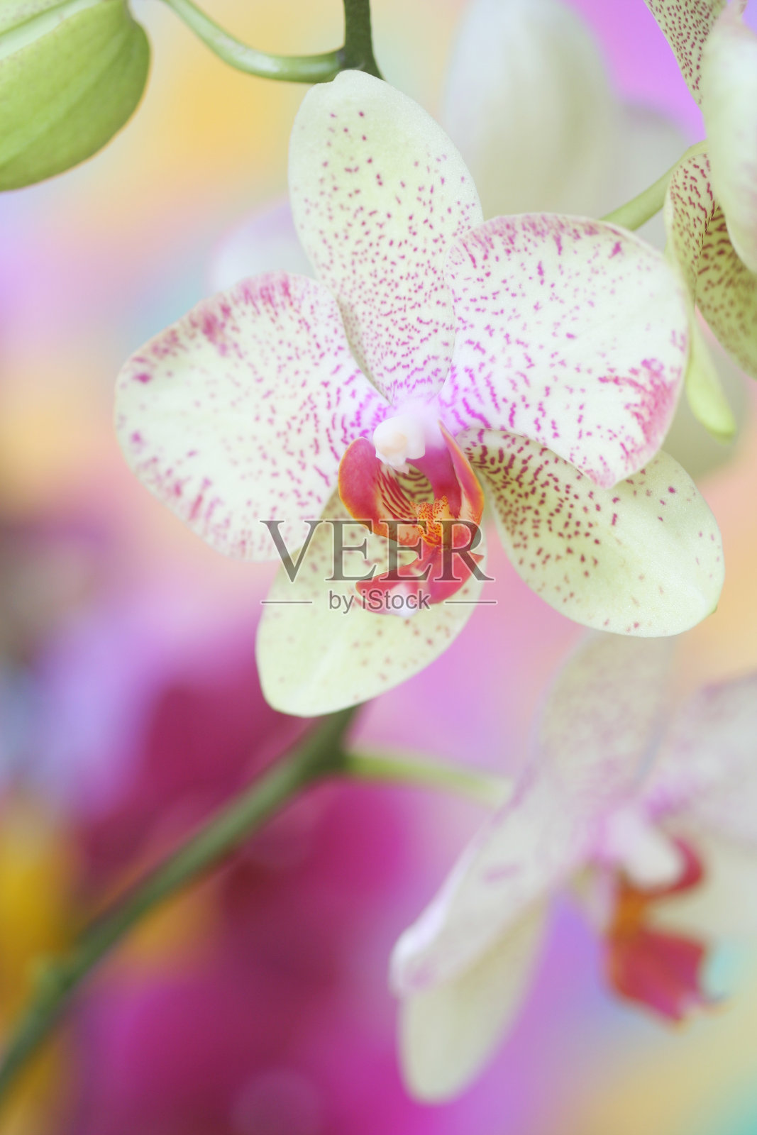 兰花照片摄影图片