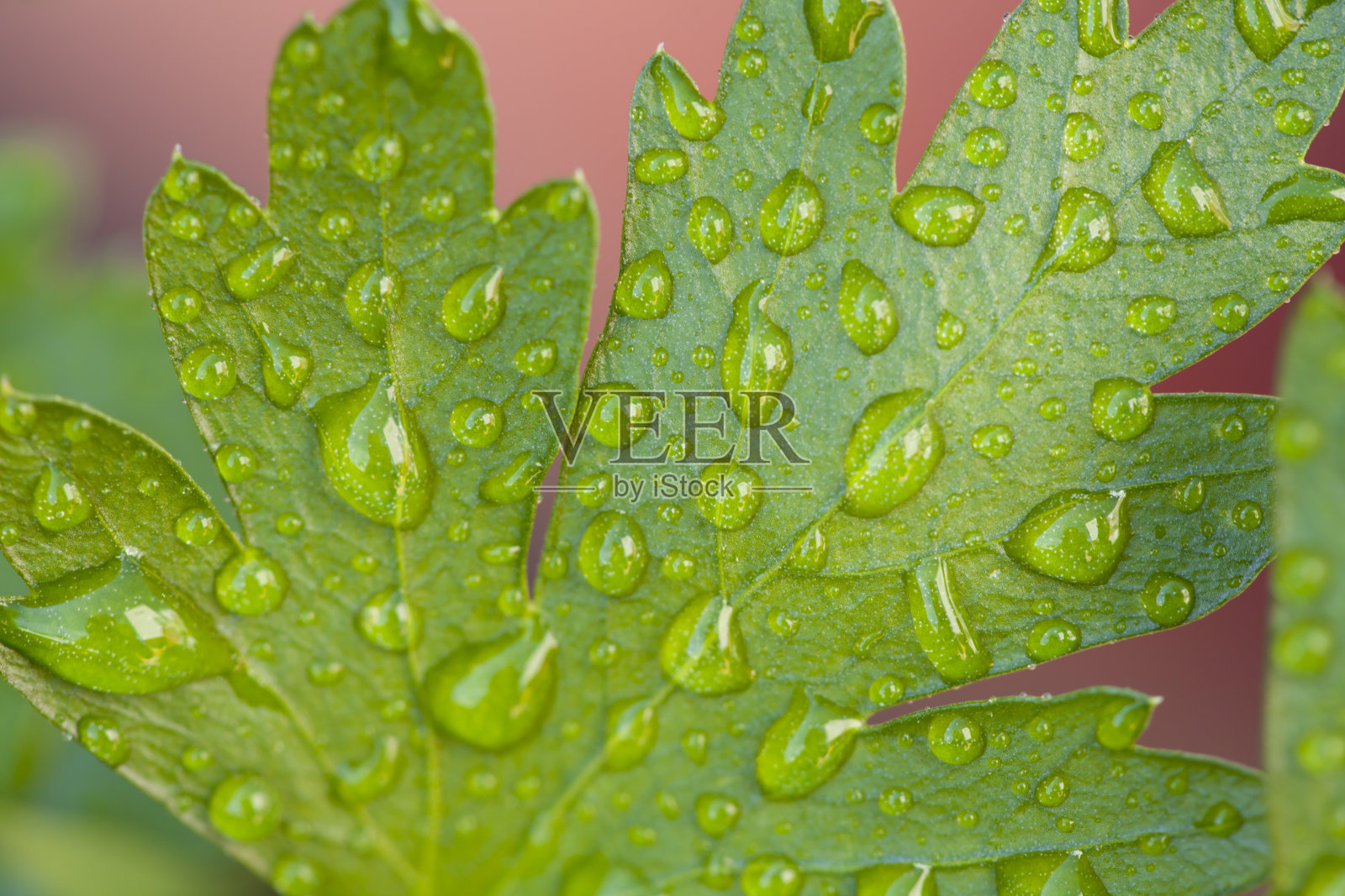 植物欧芹照片摄影图片