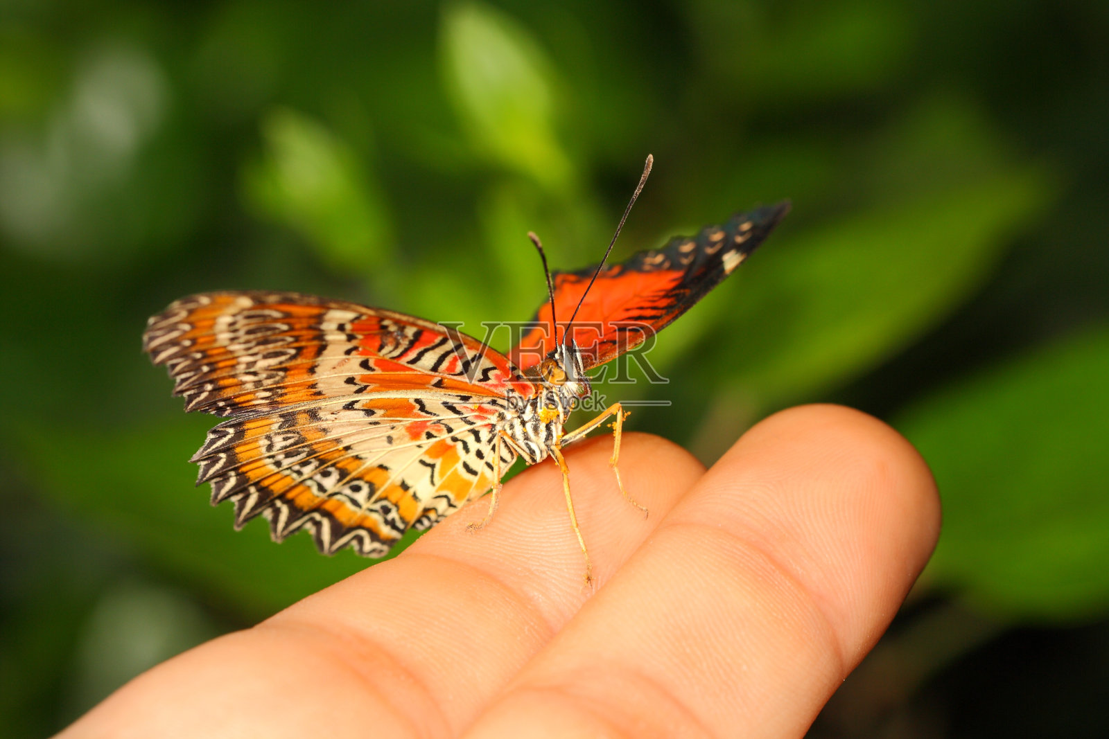 蝴蝶照片摄影图片