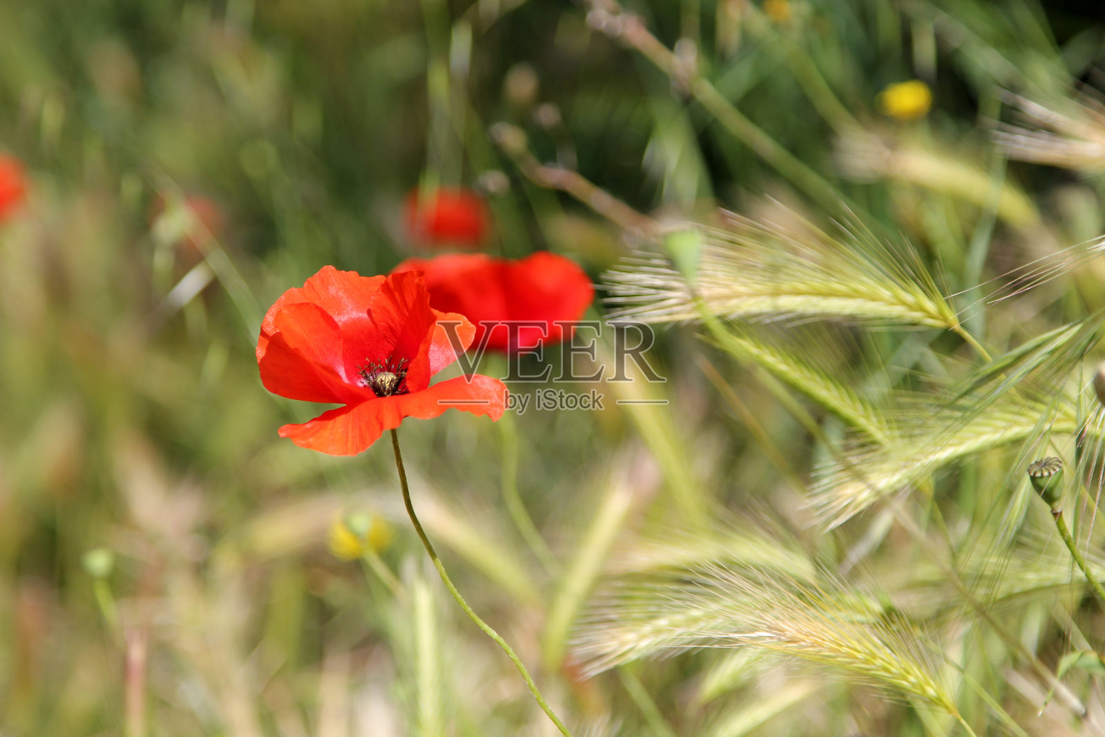 野罂粟照片摄影图片