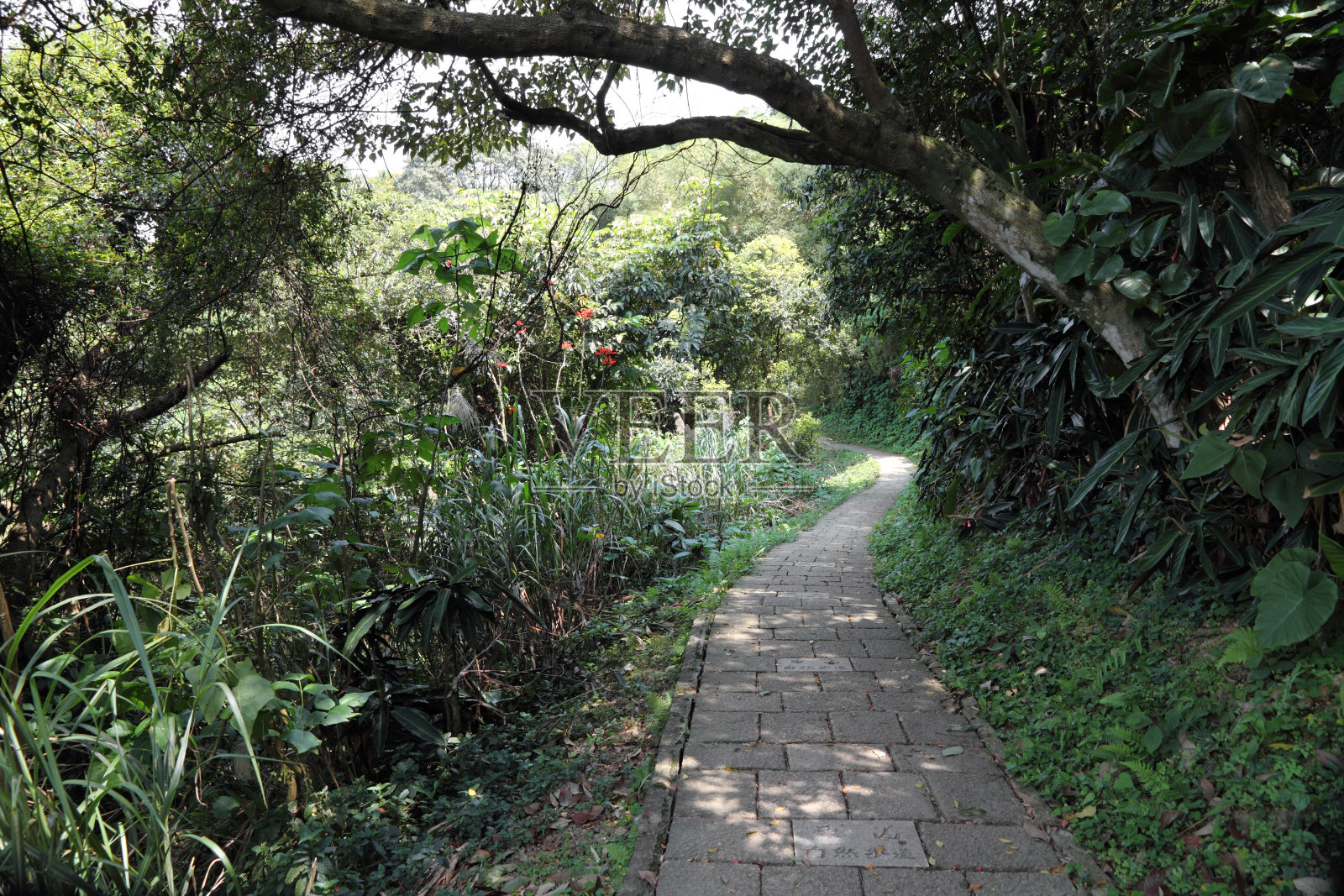 穿越热带森林的徒步旅行路线照片摄影图片
