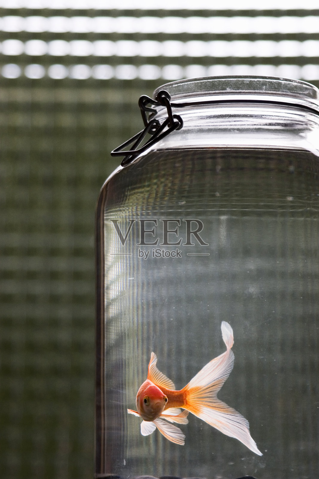 鱼罐照片摄影图片