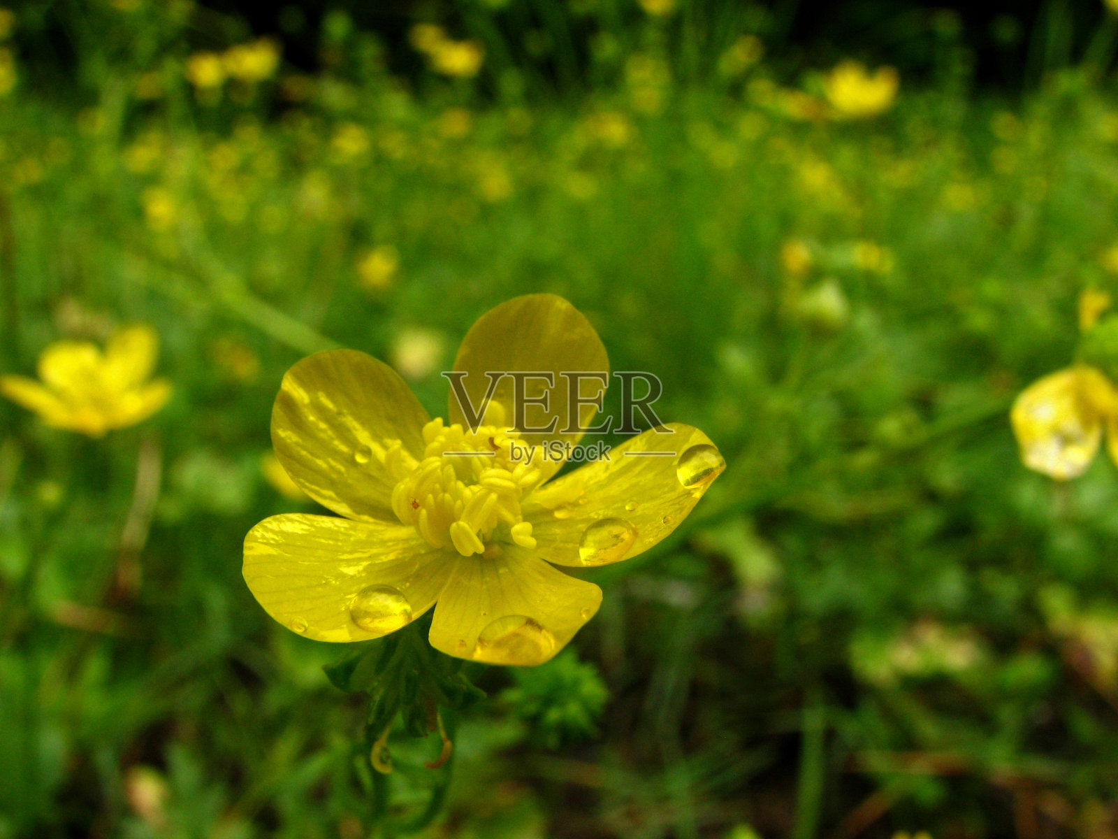 毛茛属植物3照片摄影图片