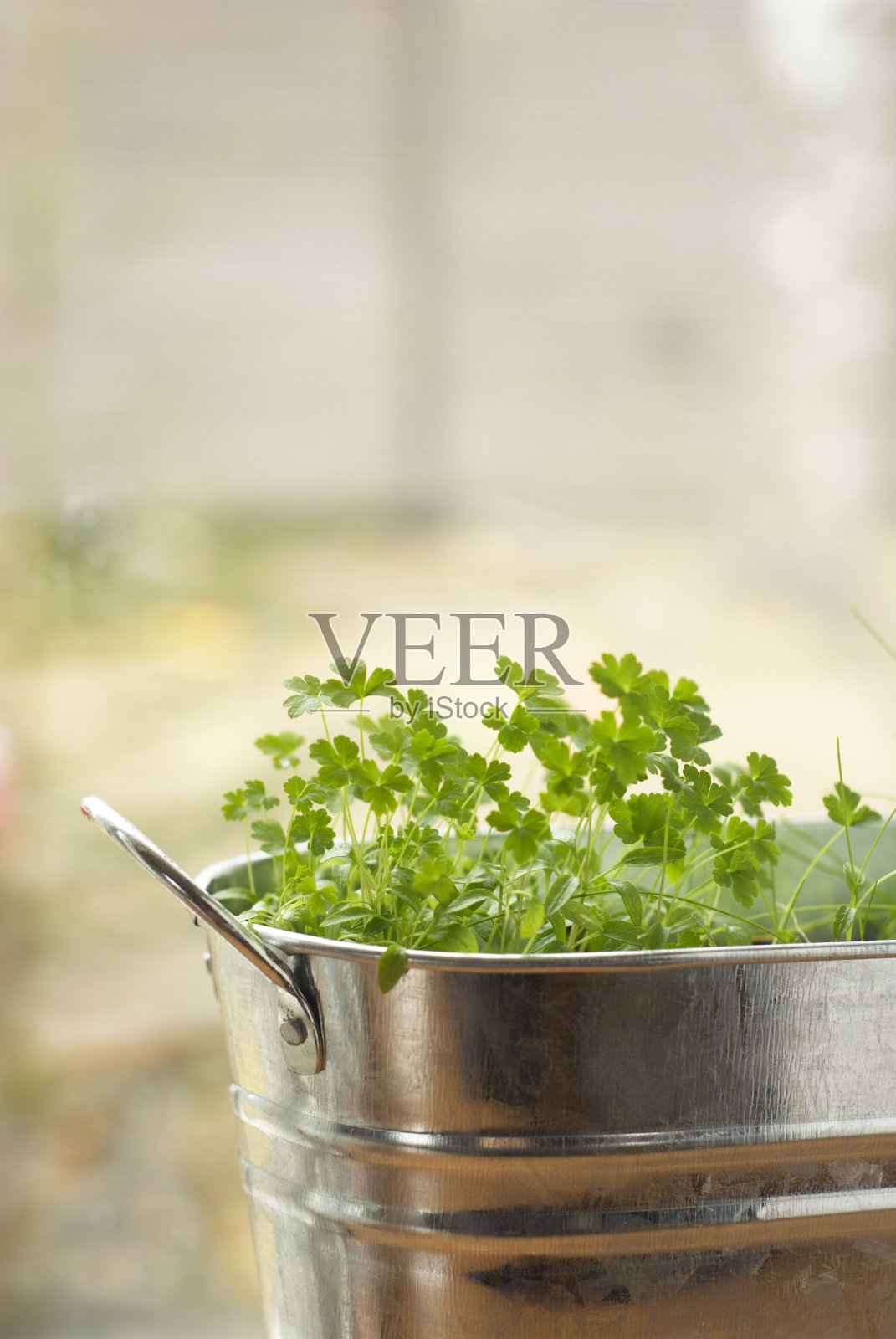 窗边放着新鲜的欧芹照片摄影图片