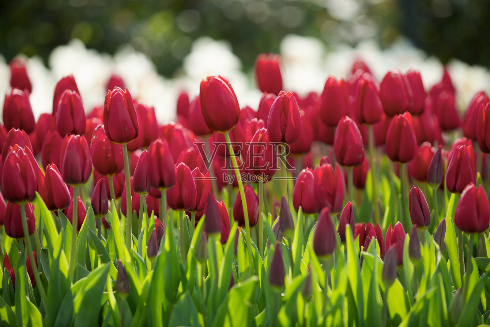 红色郁金香照片摄影图片