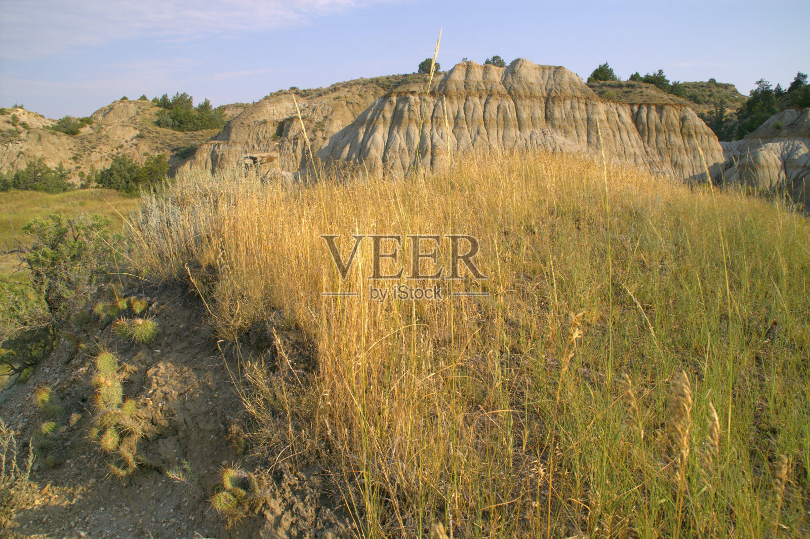 多刺的梨仙人掌映衬黄色的草和彩色的层照片摄影图片