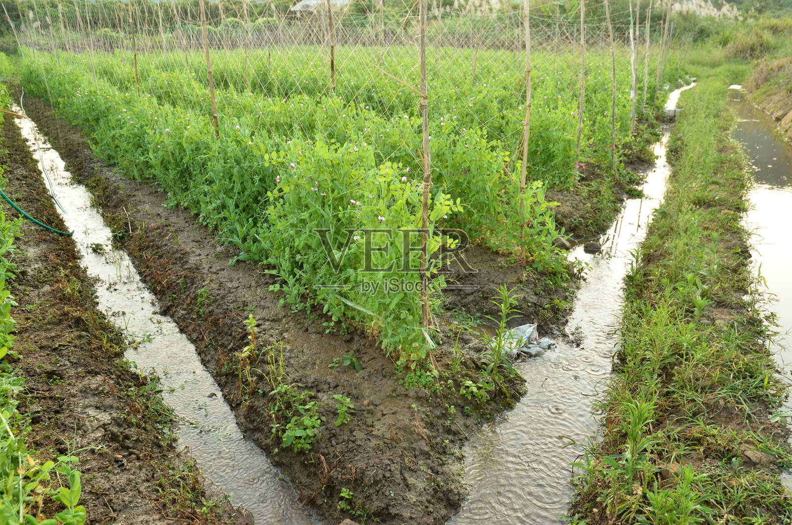 豌豆照片摄影图片