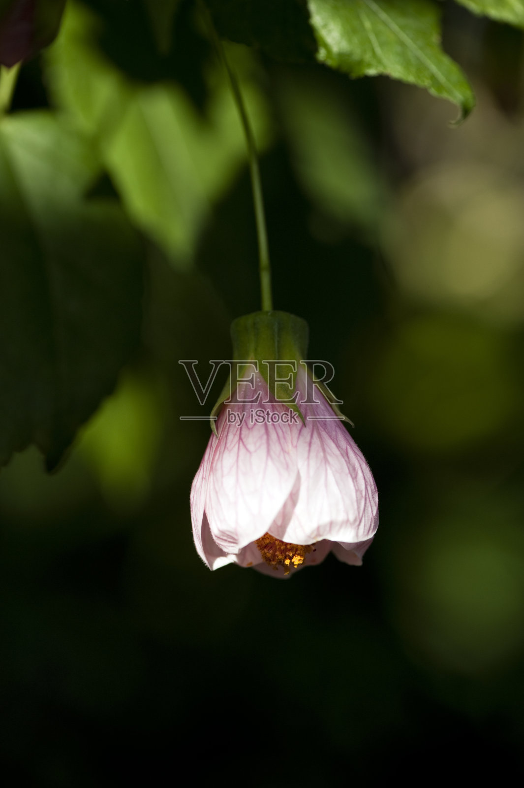 小叮当照片摄影图片