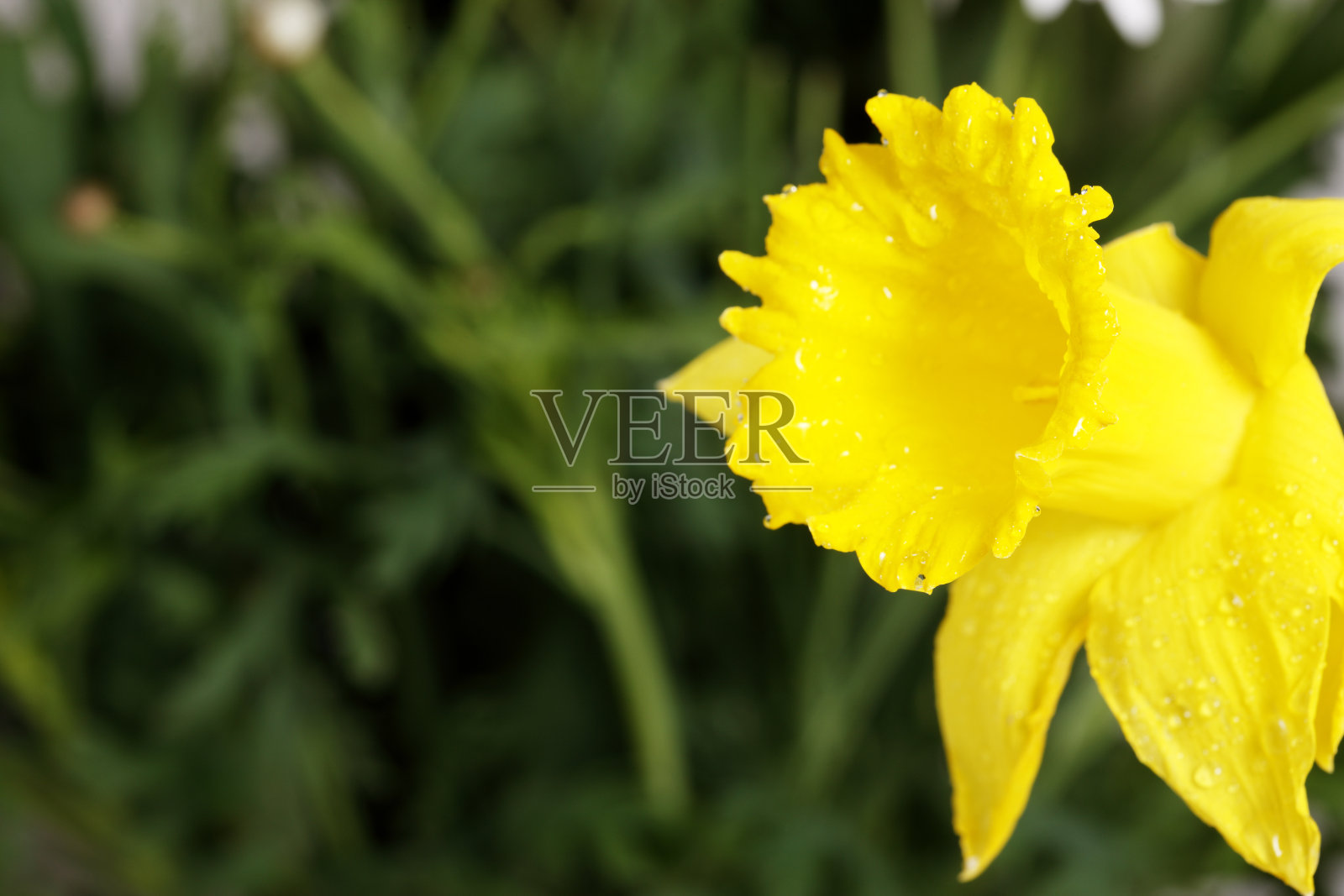 雨后的水仙花照片摄影图片