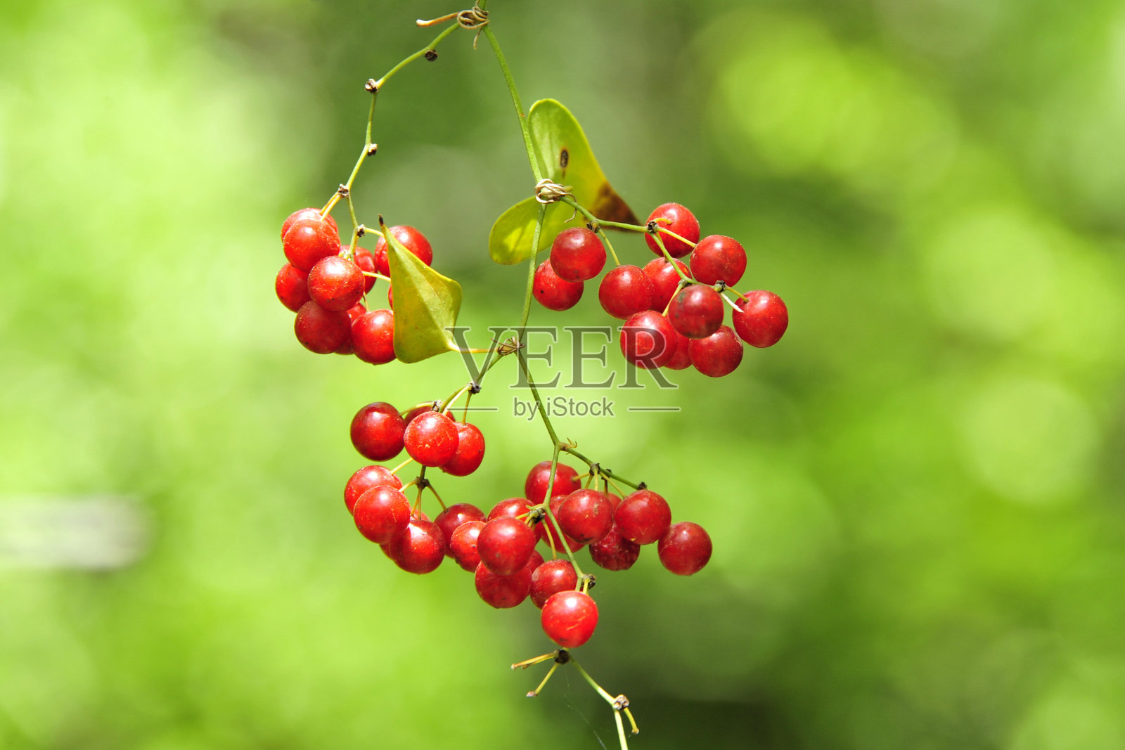 冬青树的红色浆果。照片摄影图片