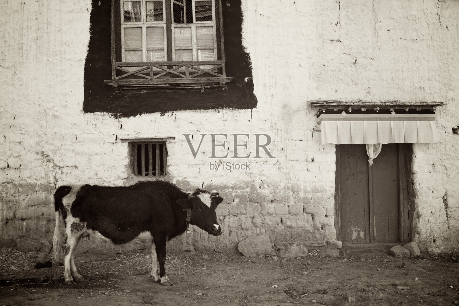 瘦牛照片摄影图片