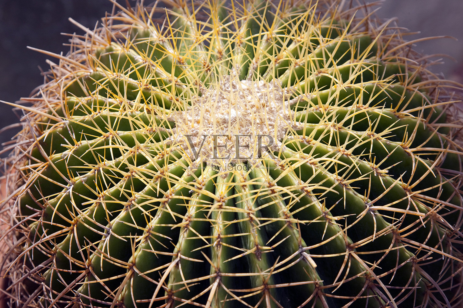 仙人掌照片摄影图片