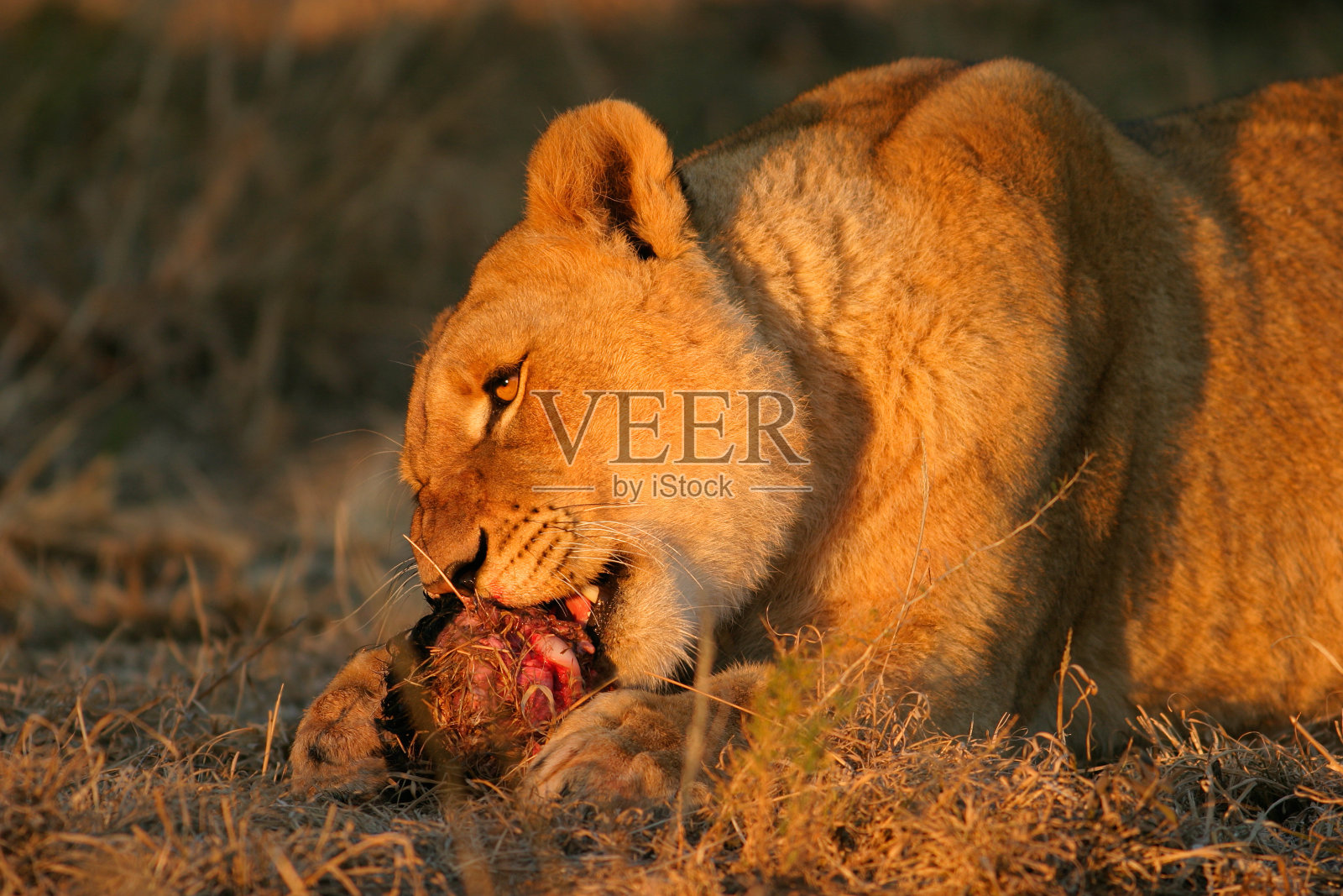 喂狮子照片摄影图片