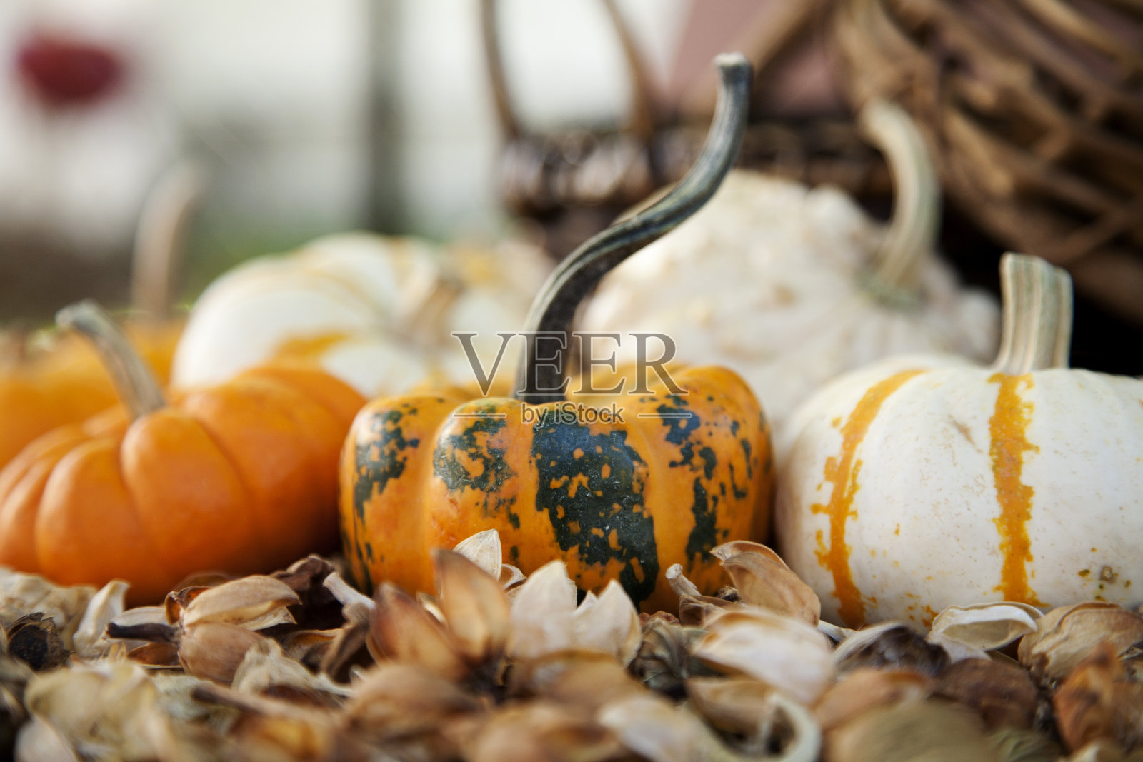 各种各样的南瓜照片摄影图片