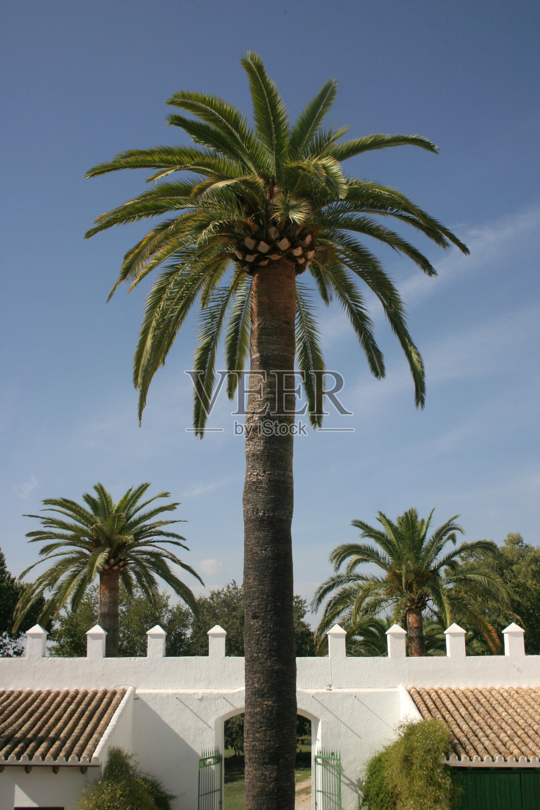 西班牙棕榈照片摄影图片
