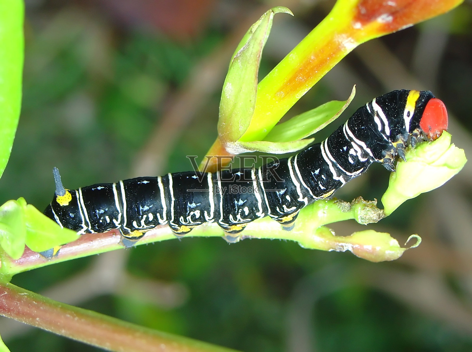 蚯蚓照片摄影图片