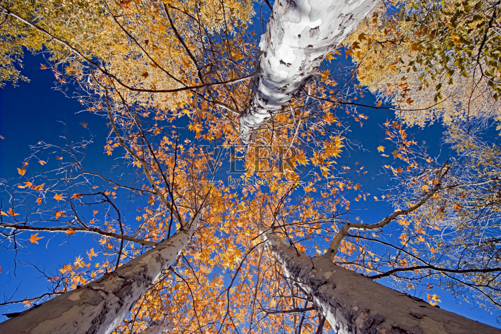 落在比弗溪照片摄影图片
