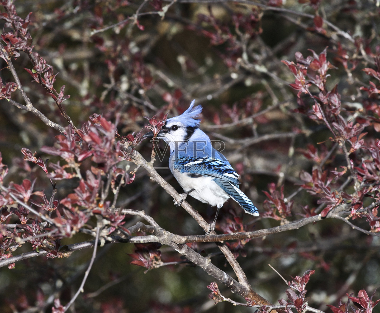 无处可藏照片摄影图片