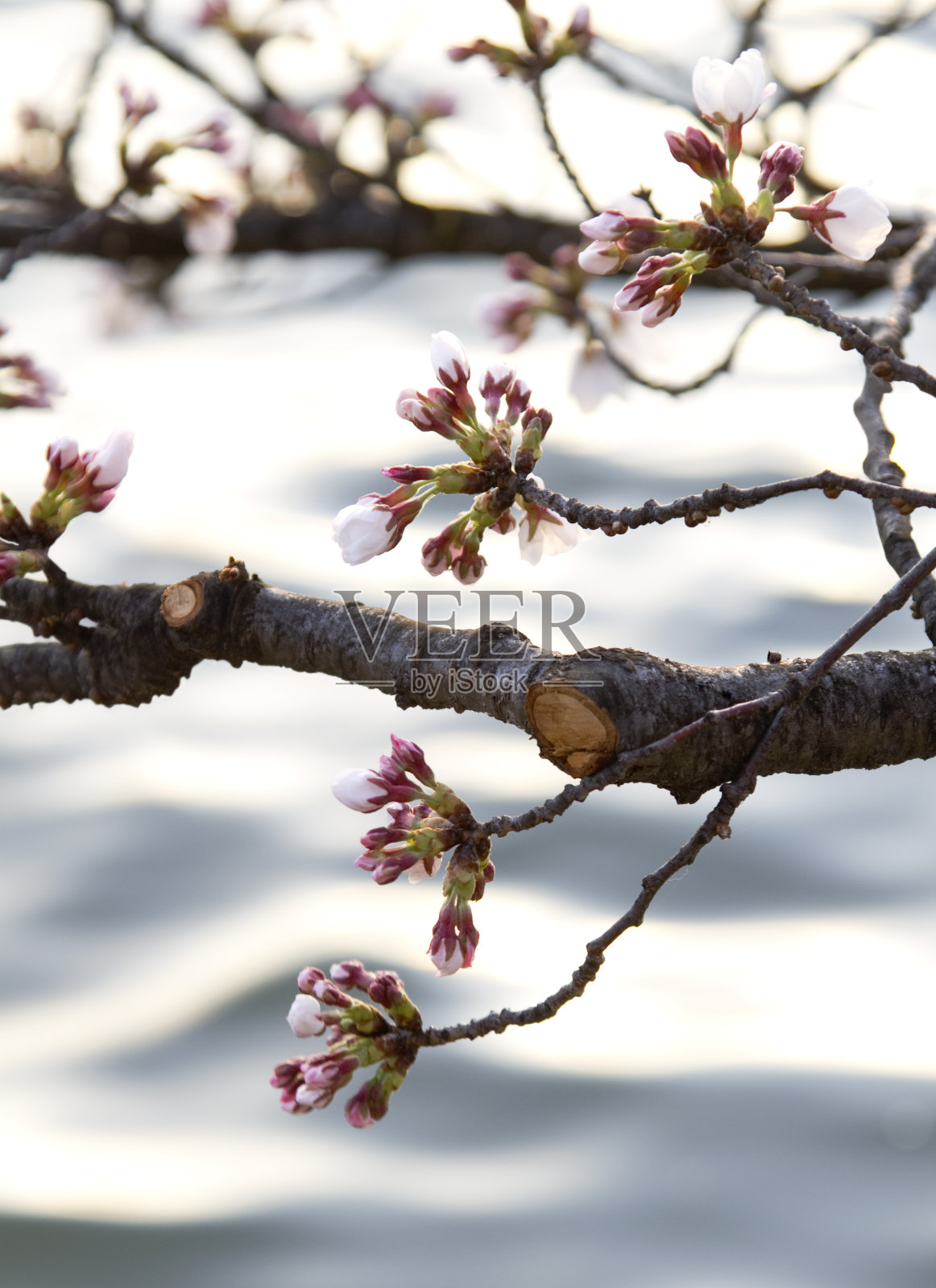 樱花味蕾照片摄影图片