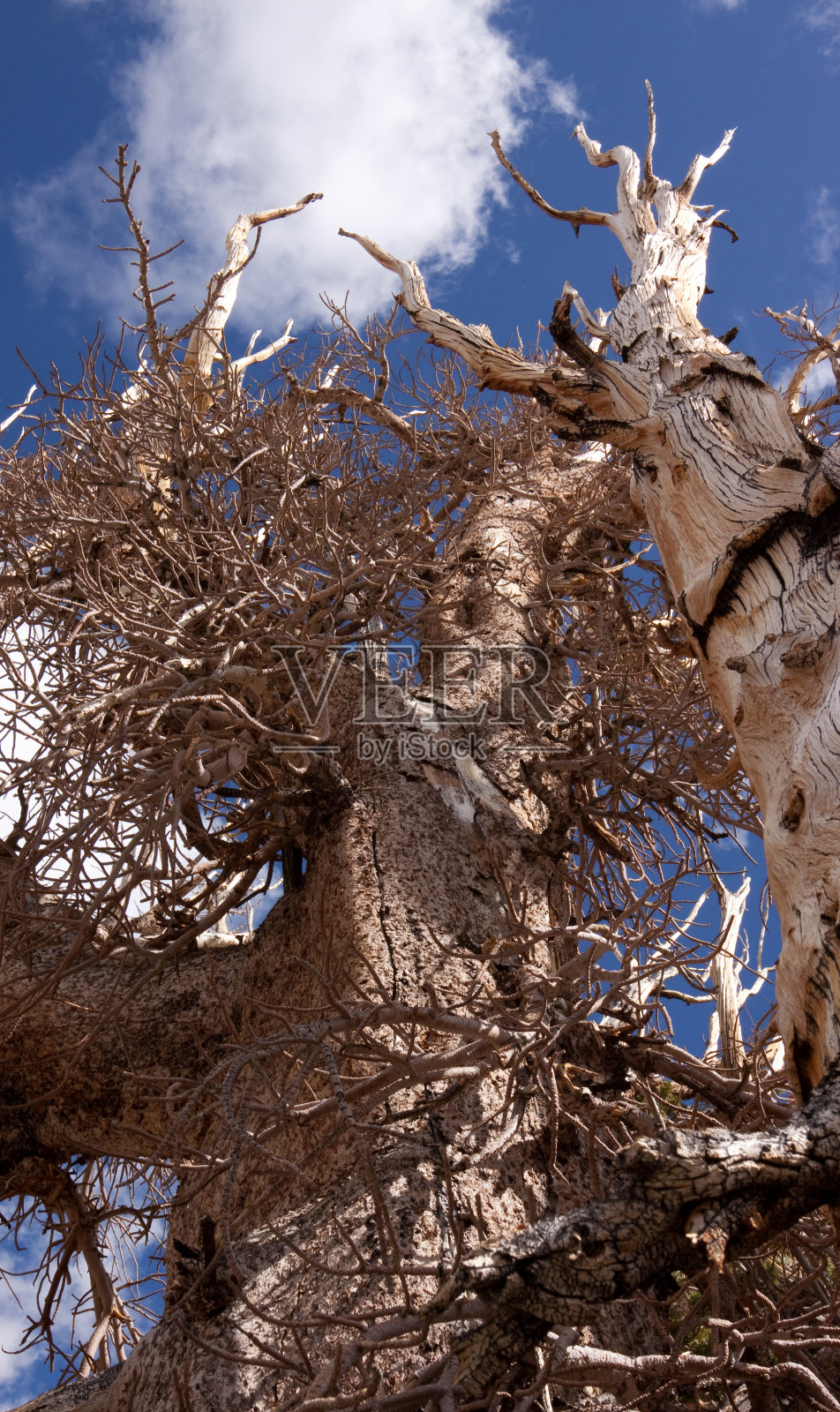 死大照片摄影图片