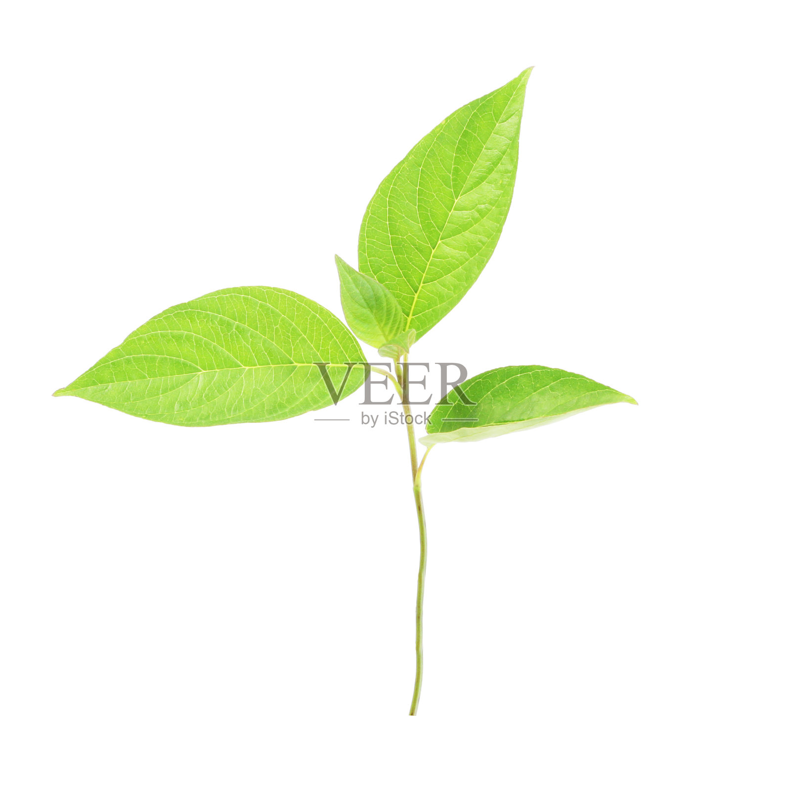 绿色植物孤立在白色上照片摄影图片