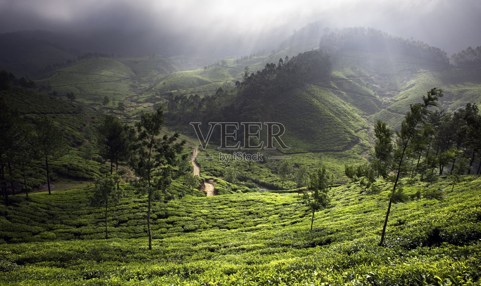 印度喀拉拉邦穆纳尔的茶园，清晨的薄雾照片摄影图片