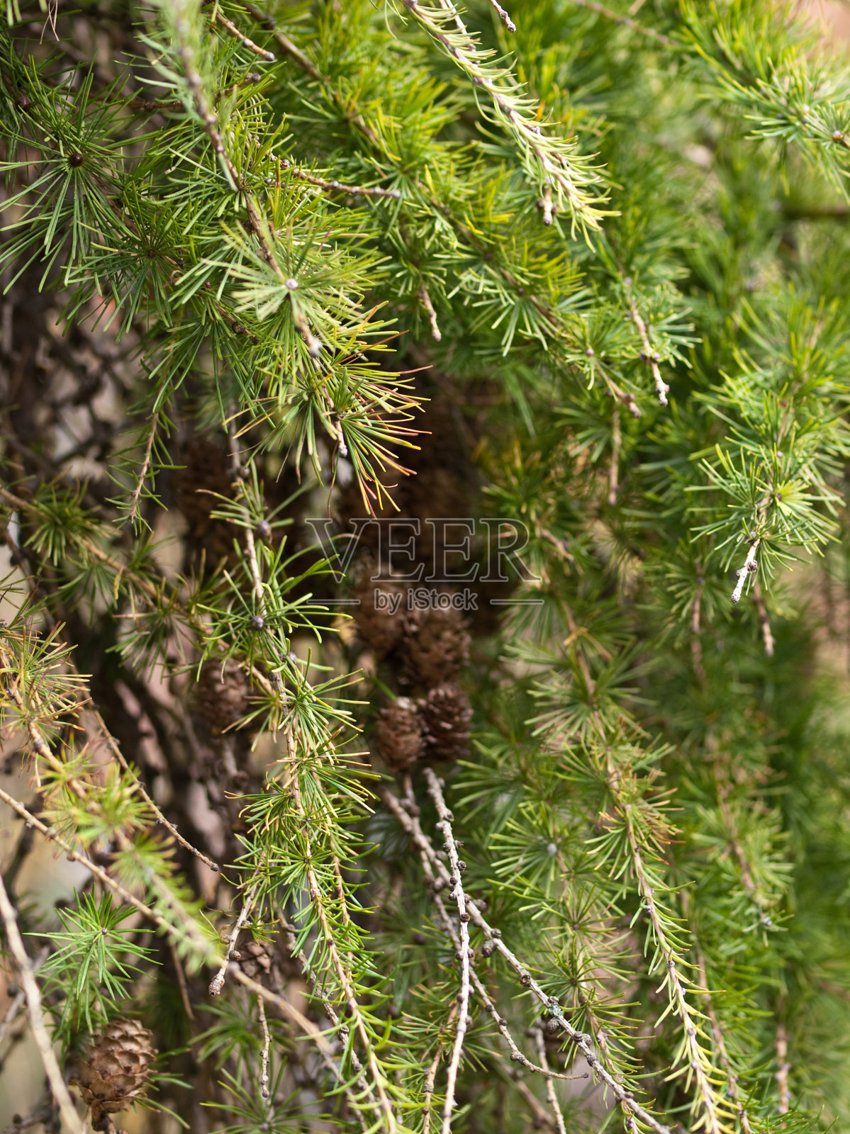 秋天彩色落叶松照片摄影图片