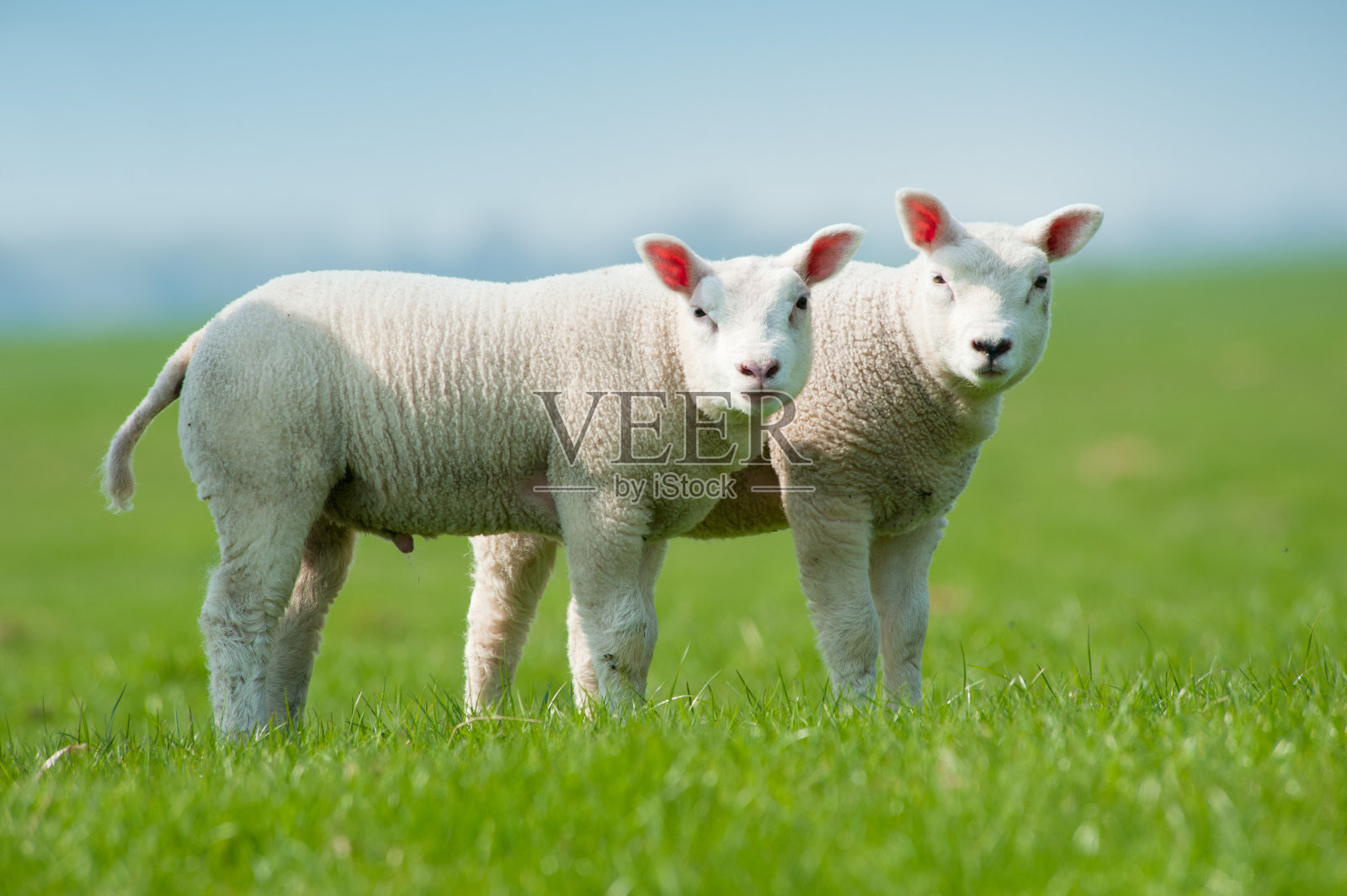 可爱的春天小羊羔照片摄影图片