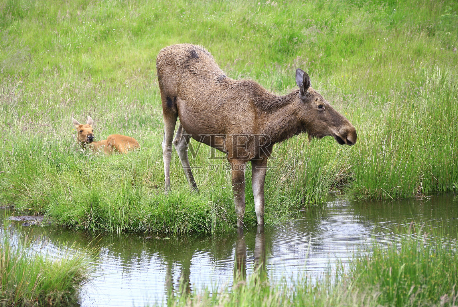 雌欧洲麋鹿站在水中，幼崽躺在水中照片摄影图片