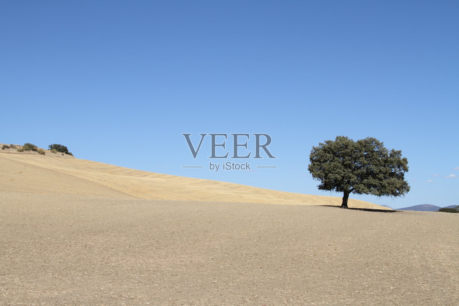 西班牙的树照片摄影图片