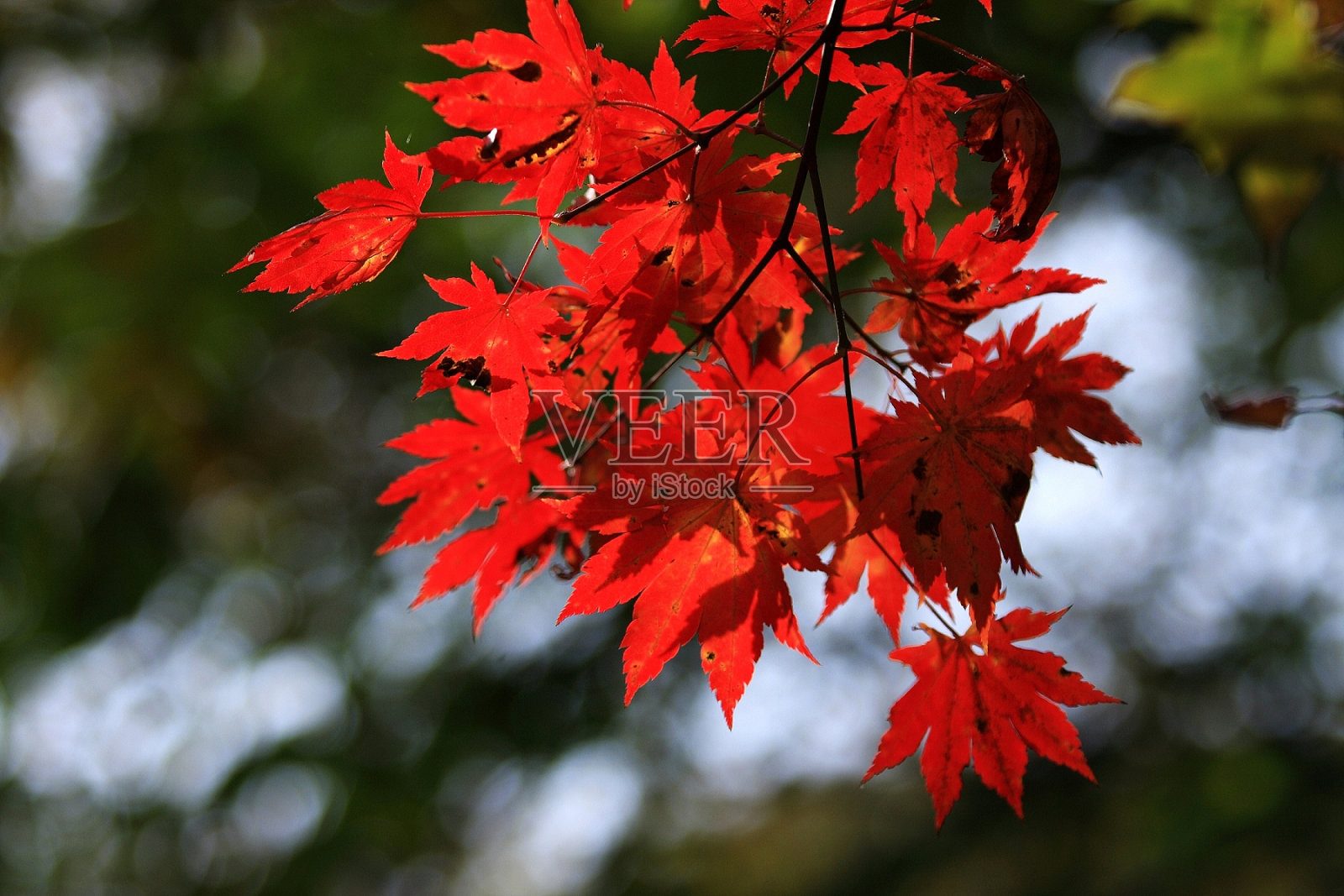 红红的秋日枫叶似火照片摄影图片