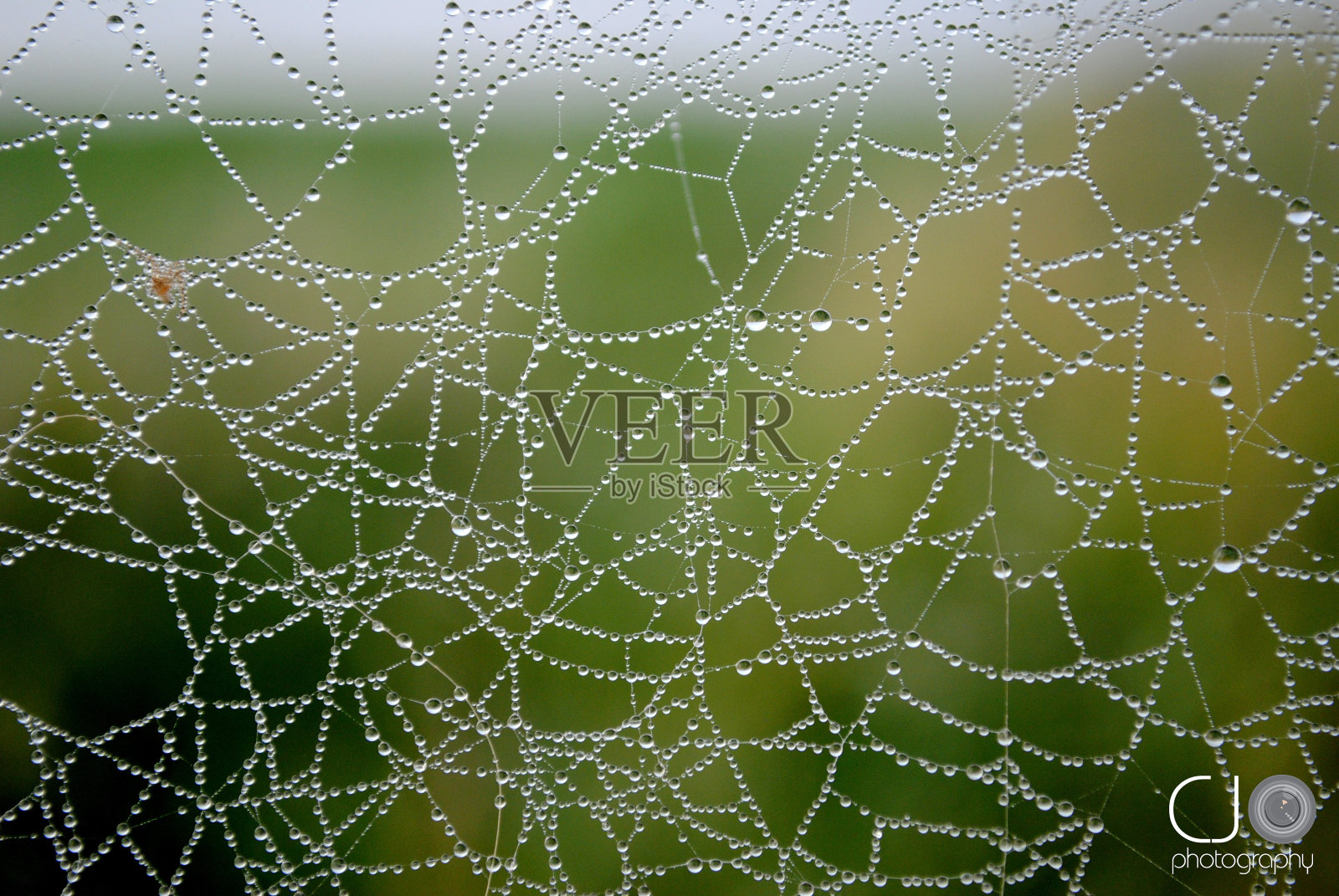 蜘蛛花边照片摄影图片