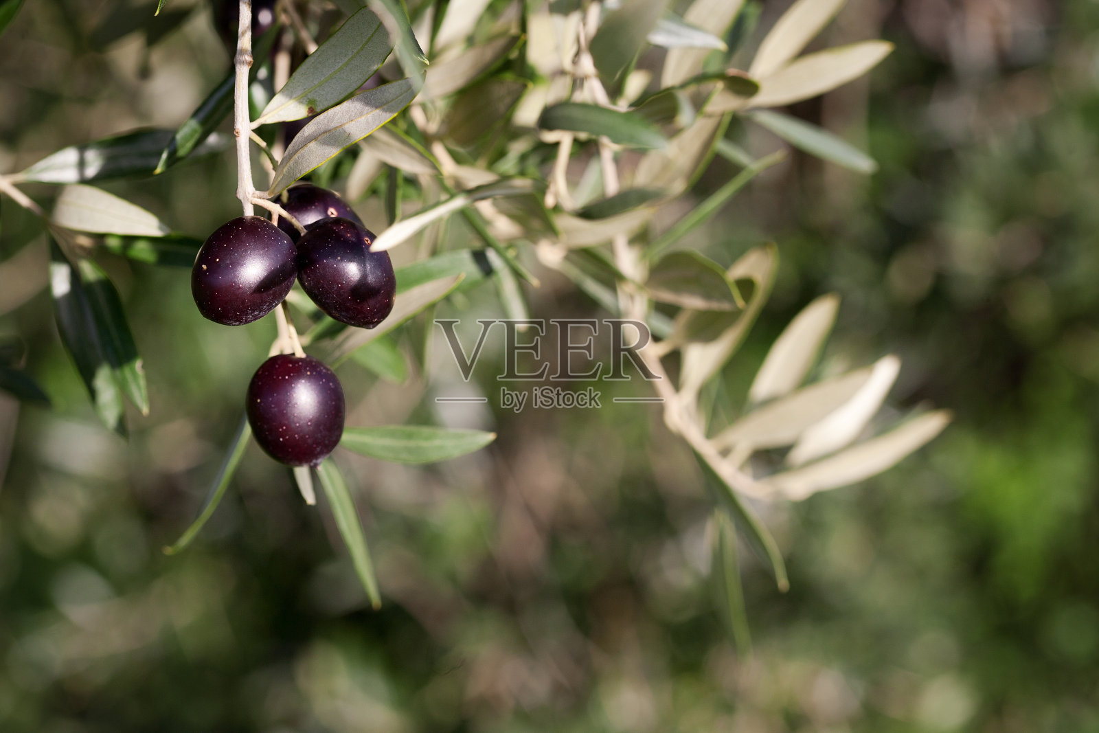 树上的意大利橄榄照片摄影图片