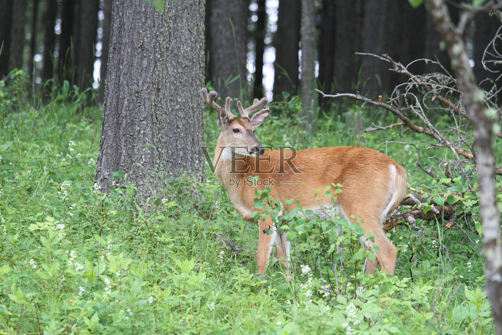 黑尾鹿照片摄影图片