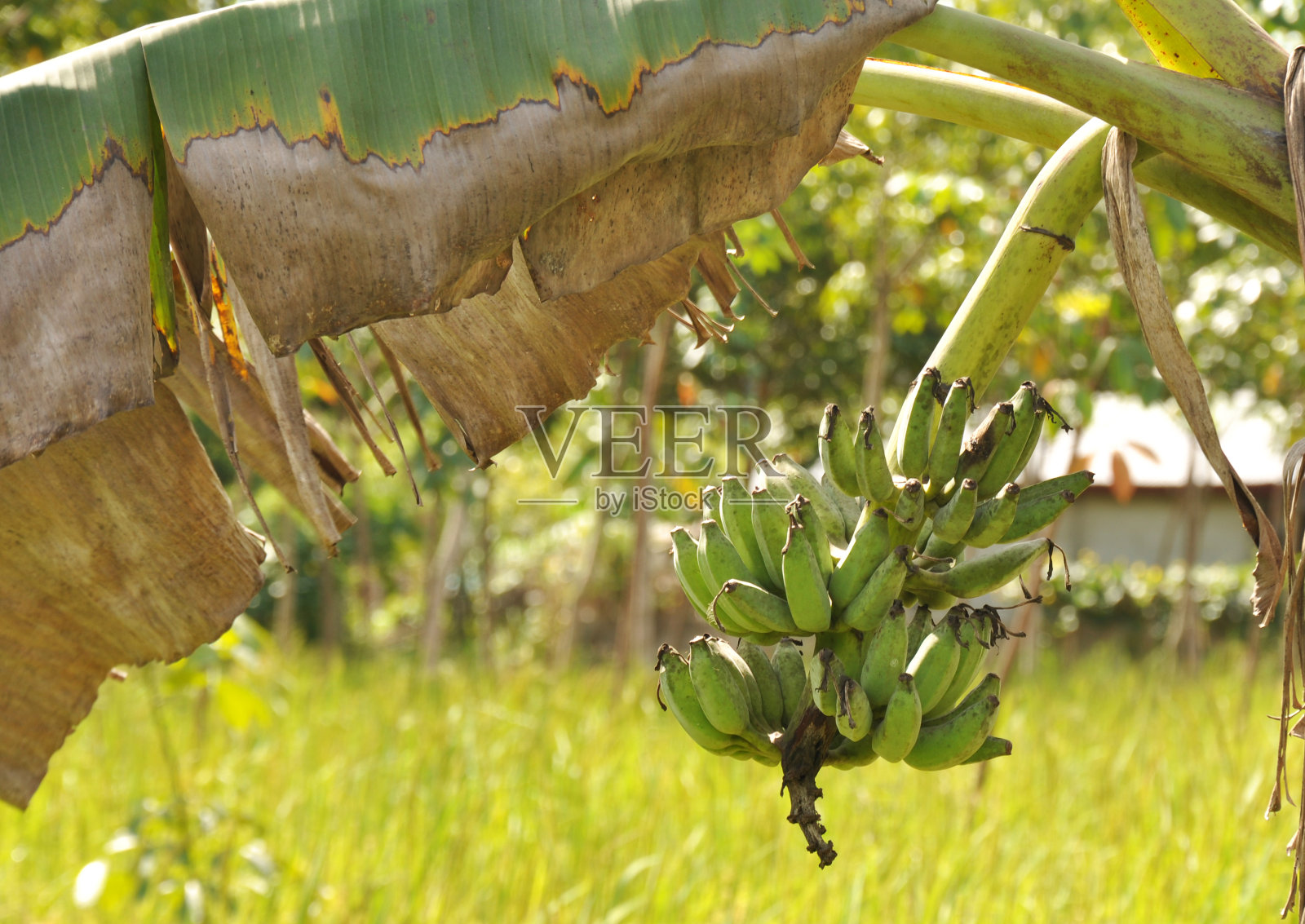 串香蕉照片摄影图片