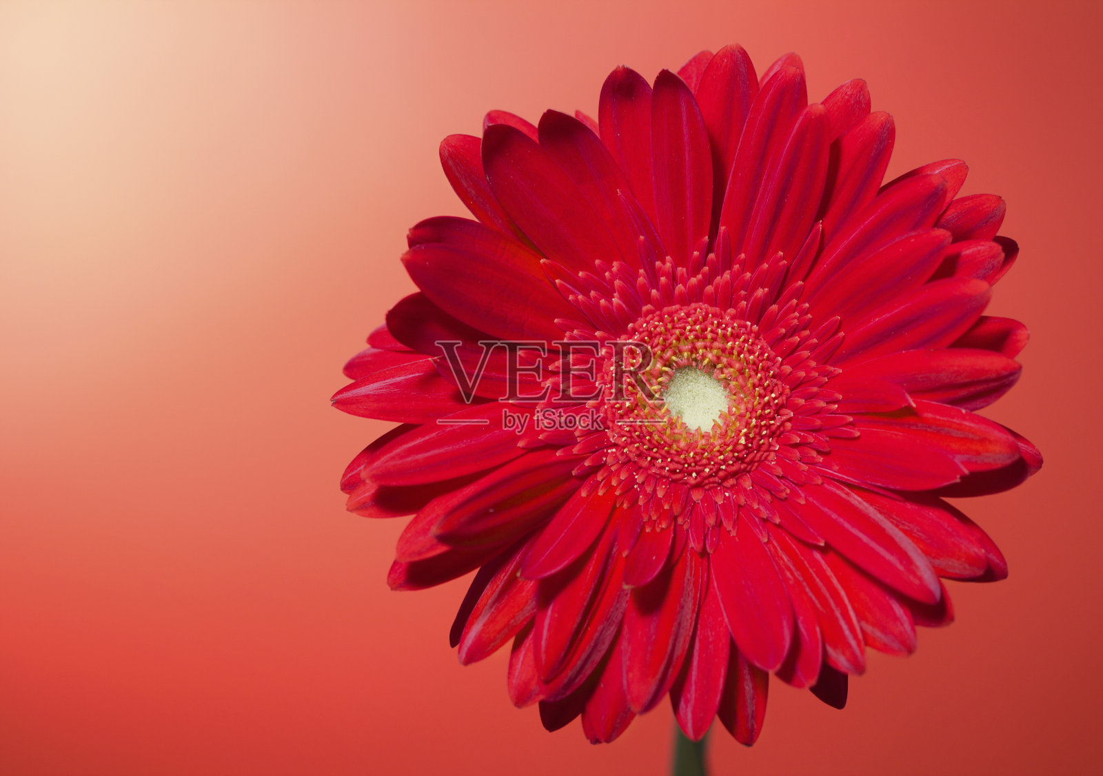 红雏菊非洲菊花照片摄影图片