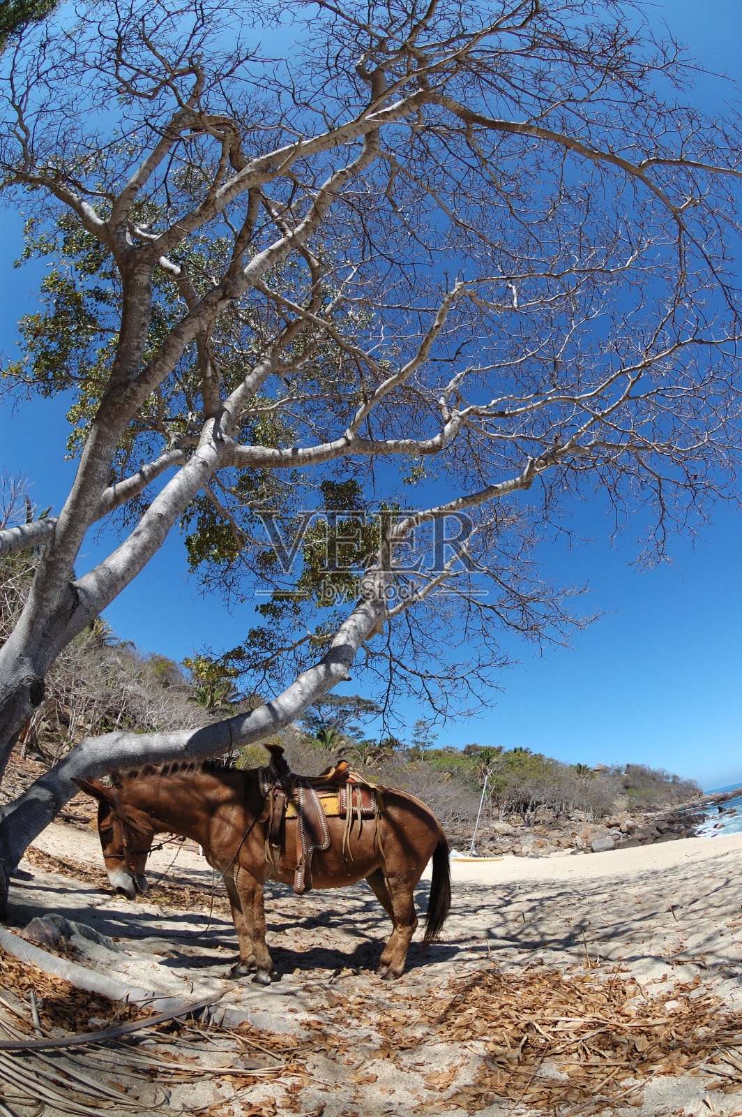 海滩上的马照片摄影图片