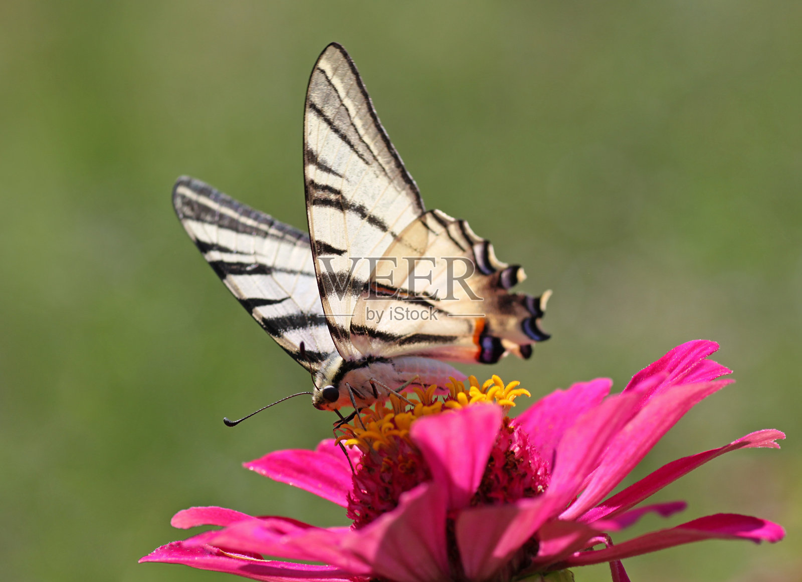 稀缺的燕尾蝶照片摄影图片