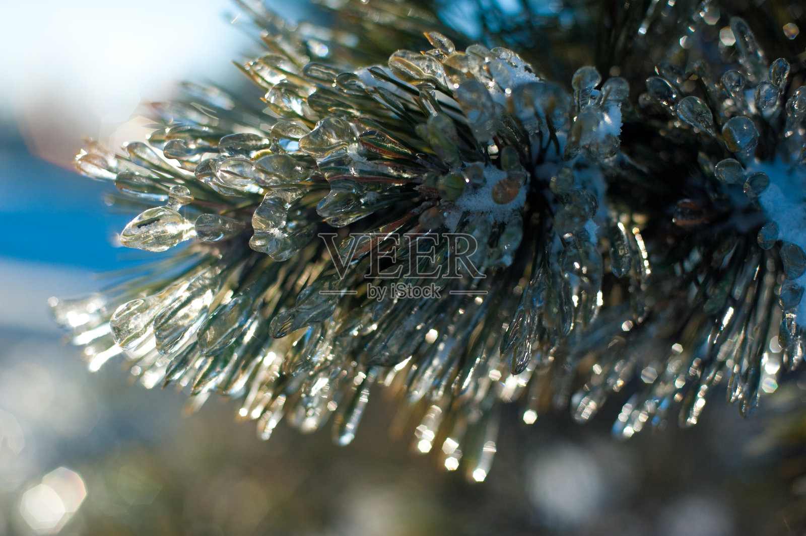 绿色的松枝和融化的冷冻针叶，特写照片摄影图片