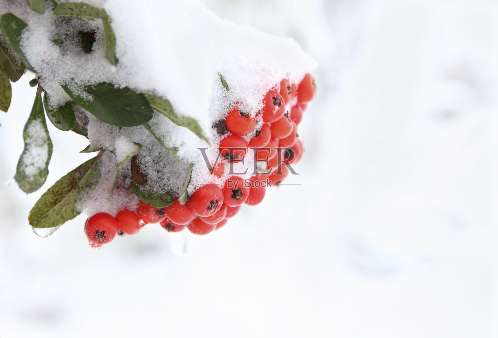 雪火棘照片摄影图片